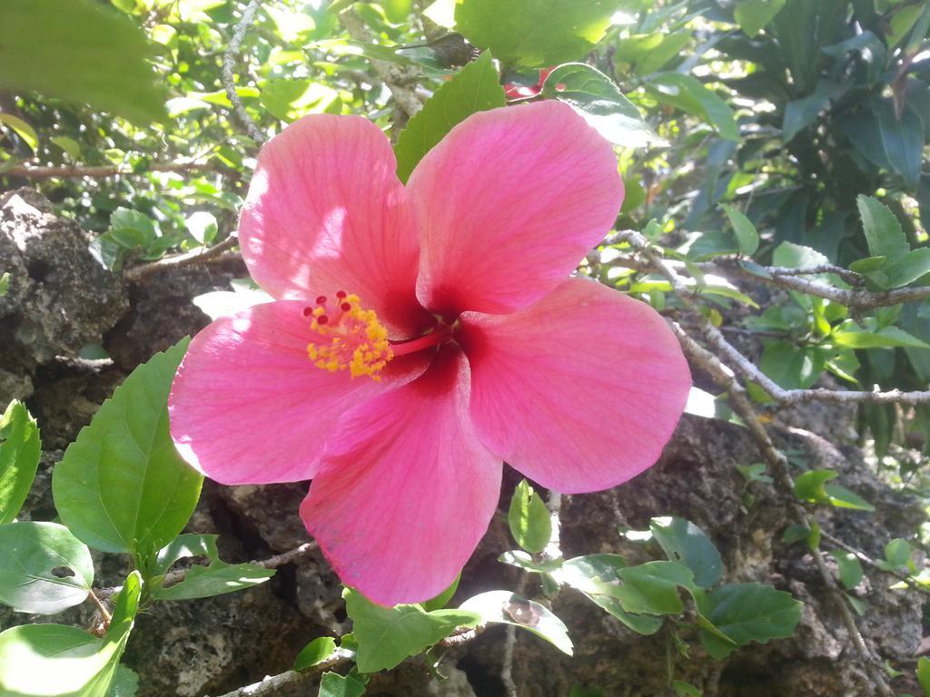 Kim'S Garden Villa อันดา ภายนอก รูปภาพ